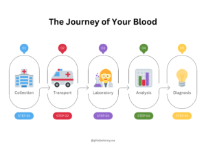 The Journey of Your Blood