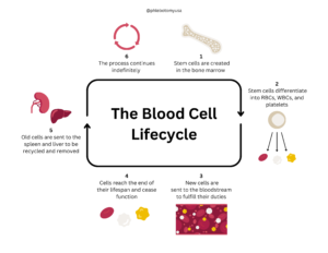 Blood Cell Lifecycle