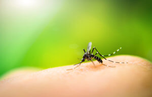 Mosquitoes Biting Human Skin