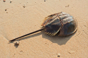 Horseshoe Crab in the Sand